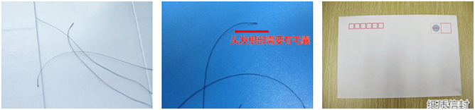 1595575429154875.jpg 头发鉴定.jpg